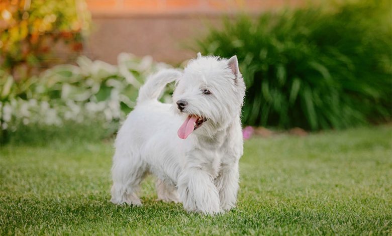 Westie in grass