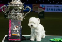 Westie crufts