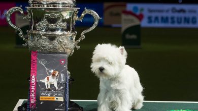 Westie crufts