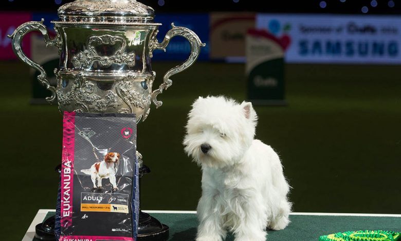 Westie crufts