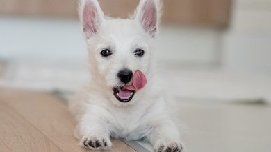 Westie licking lips