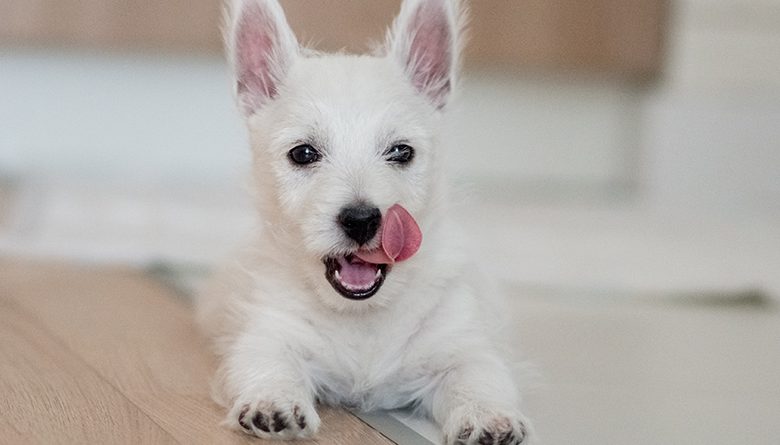 Westie licking lips