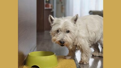Westie with food bowl