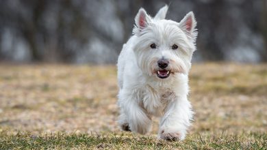 Westie running