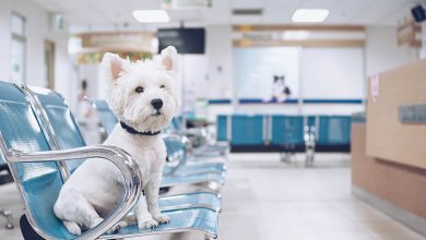 Westie sitting at vets