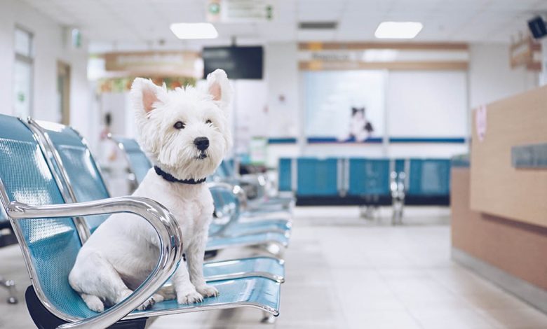 Westie sitting at vets