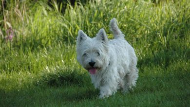 Westie in grass