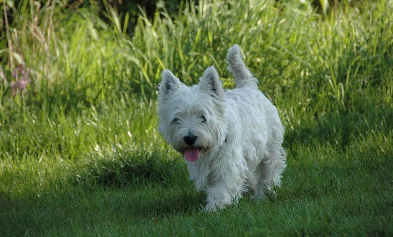 Westie in grass