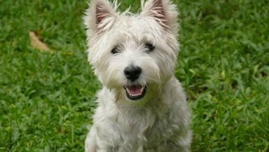 Westie sat on grass