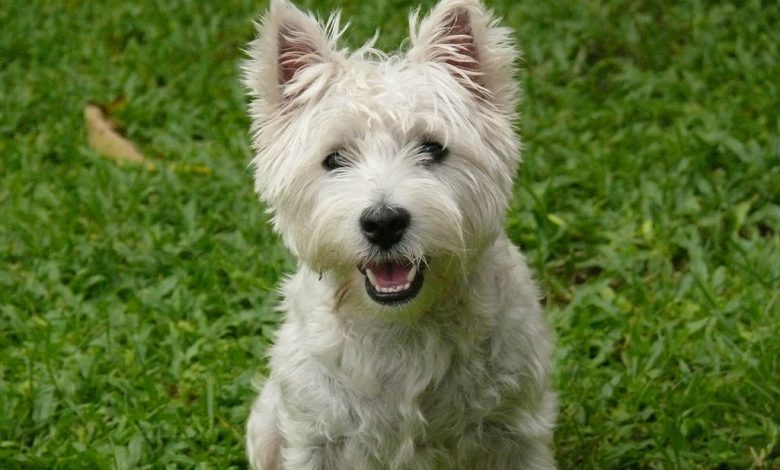 Westie sat on grass