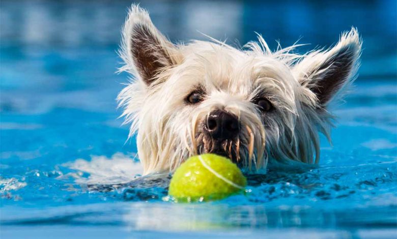 Westie swimming with ball