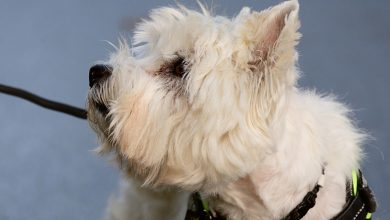 Westie looking up on a lead.