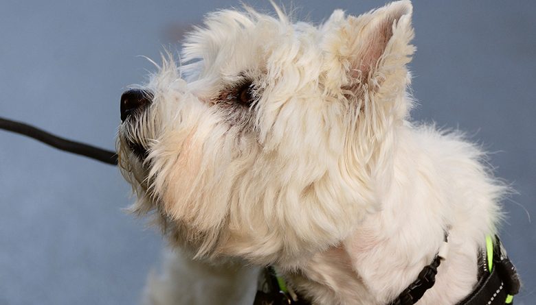 Westie looking up on a lead.