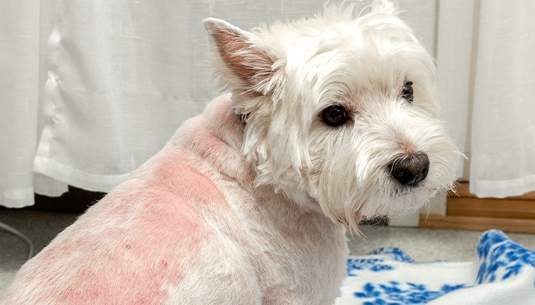 Westie skin rash