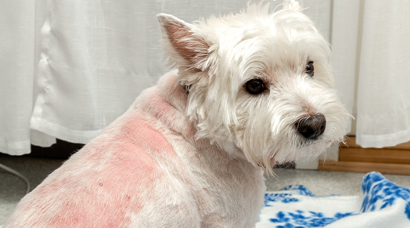 Westie hotsell itchy skin