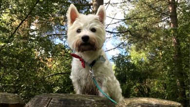 Westie in forest