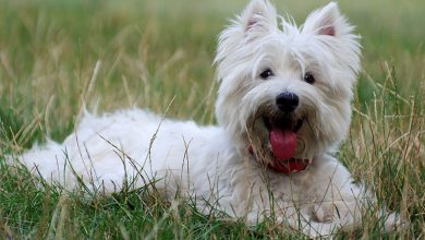 Westie Lying on grass