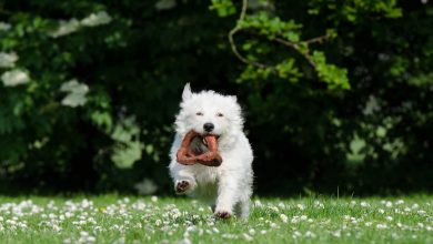 Dog running