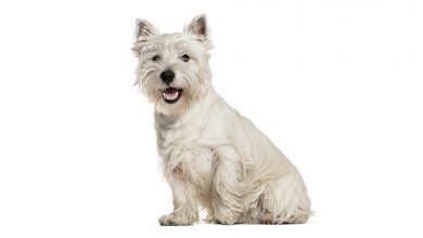 Westie on white background