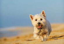 Running Westie