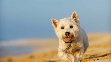 Running Westie