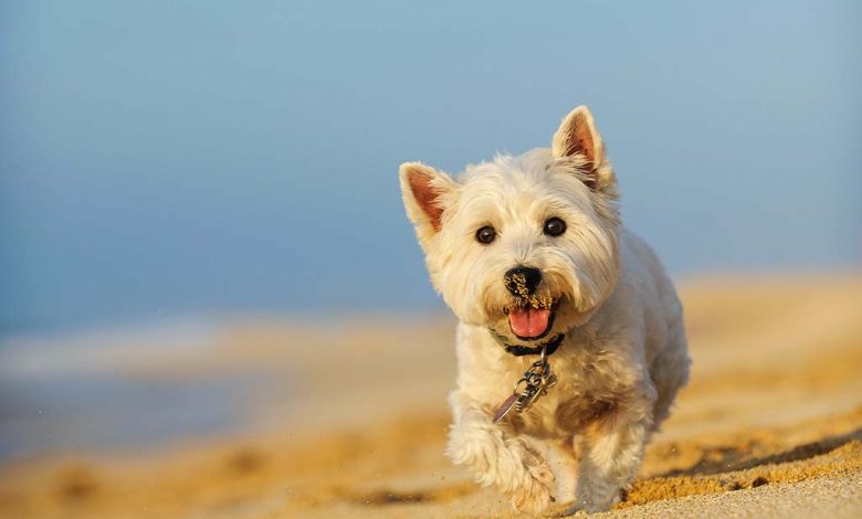 Running Westie