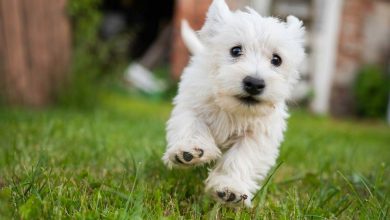 Westie running