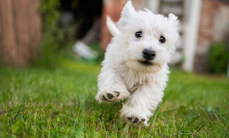 Westie running