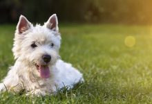 Westie laying on grass
