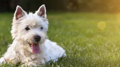 Westie laying on grass