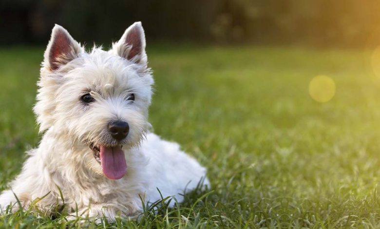 Westie laying on grass