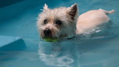 Westie in water