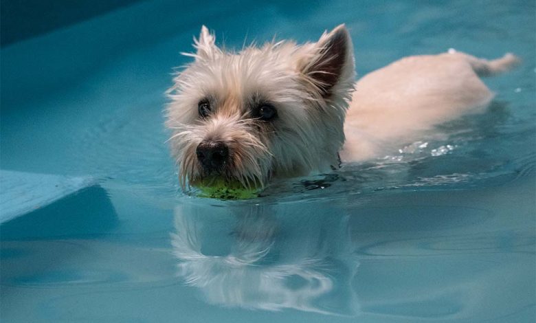 Westie in water