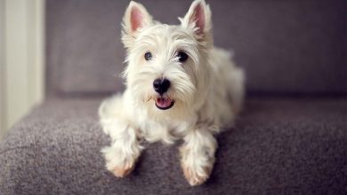 Westie lying on stairs