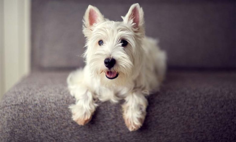 Westie lying on stairs