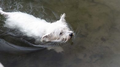 Swimming Westie