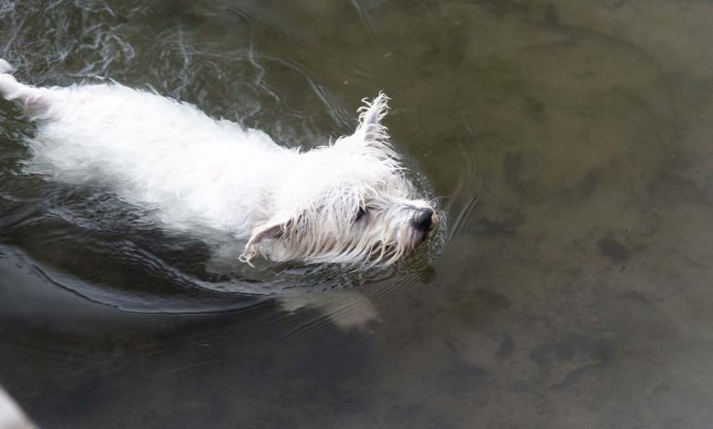 Swimming Westie