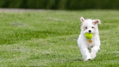 Westie running with tennis ball