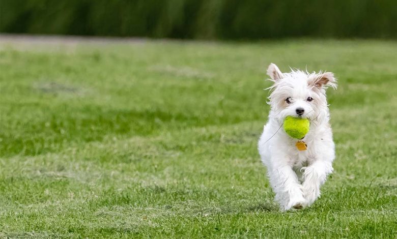 Westie running with tennis ball