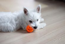 Westie puppy with ball