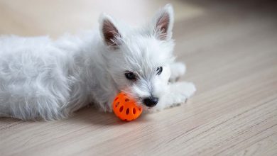 Westie puppy with ball