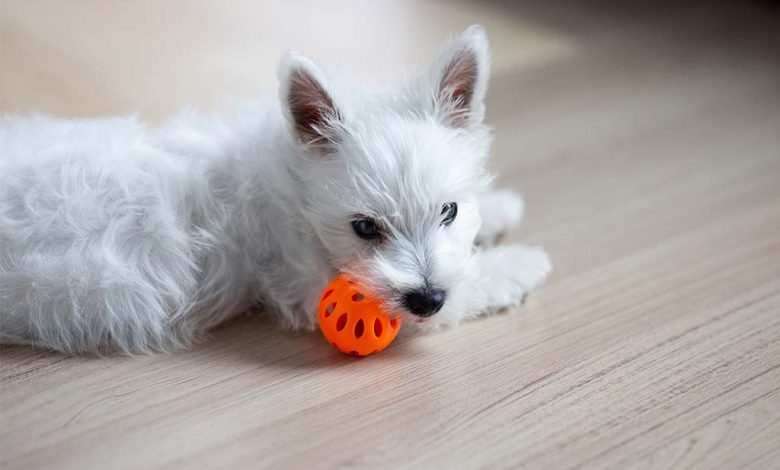 Westie puppy with ball