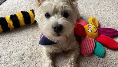 Westie with toys