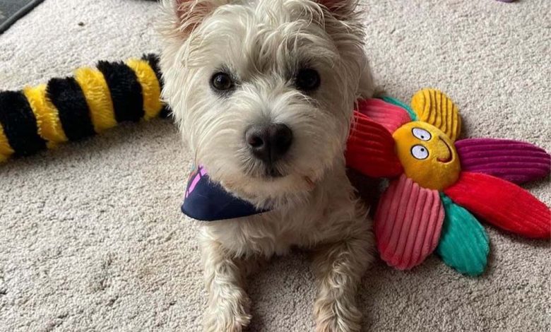 Westie with toys