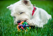 Westie dog playing with toy