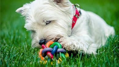 Westie dog playing with toy