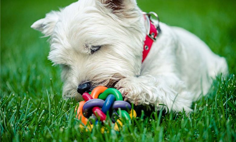 Westie dog playing with toy