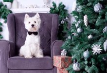 Westie sat in chair next to Christmas tree