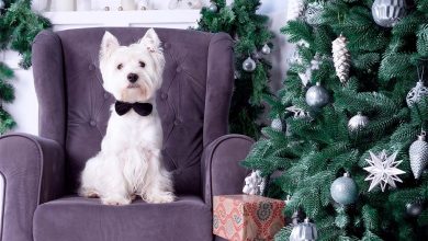 Westie sat in chair next to Christmas tree