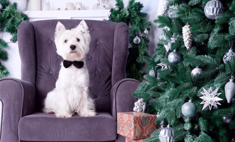 Westie sat in chair next to Christmas tree